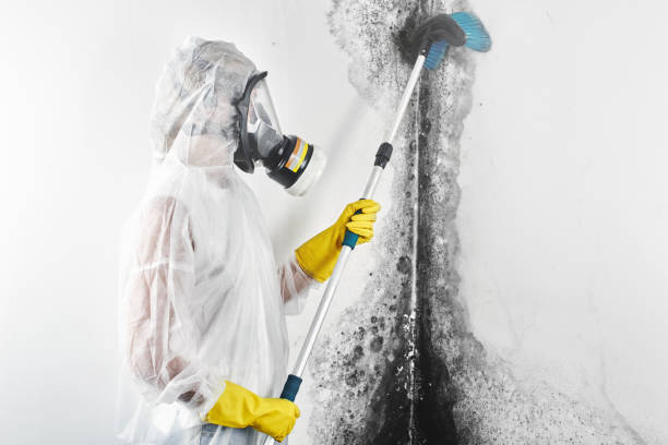 Best Mold Odor Removal Services  in Chlicothe, IL