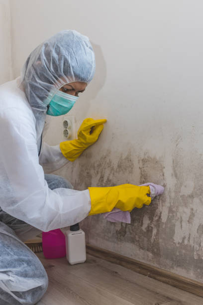 Best Mold Removal for HVAC Installations  in Chlicothe, IL