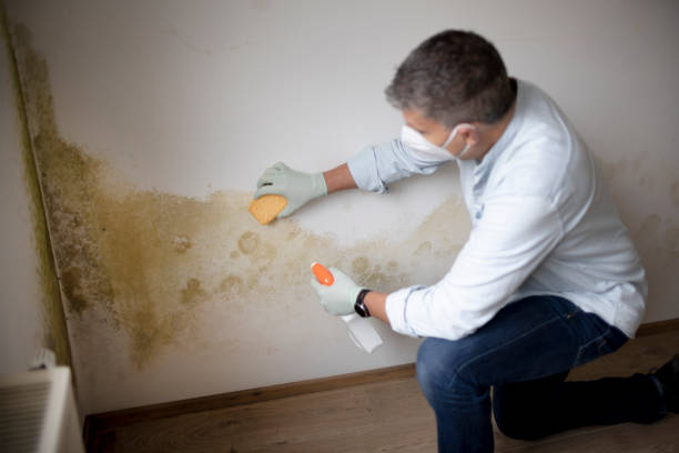 Best Black Mold Removal  in Chlicothe, IL