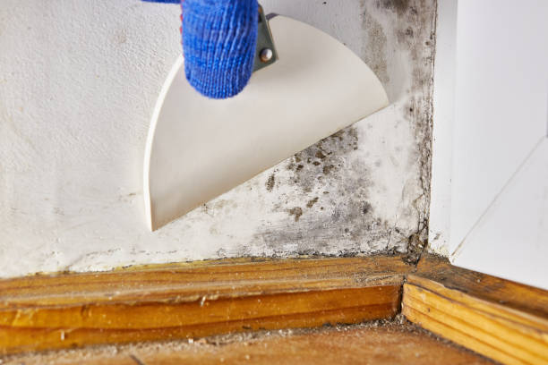 Best Crawl Space Mold Remediation  in Chlicothe, IL
